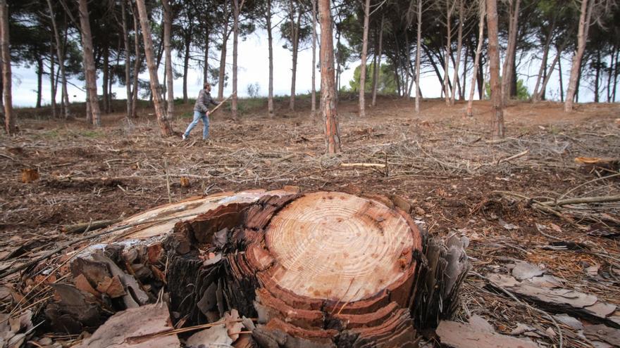 El PP denuncia la tala de miles de pinos en Guardamar y pide al Consell replantear el proyecto de regeneración de las dunas