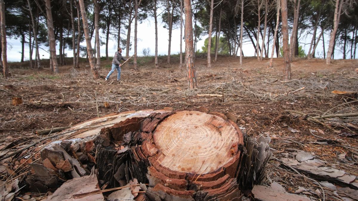 El PP denuncia la tala de miles de pinos en Guardamar y pide al Consell ...