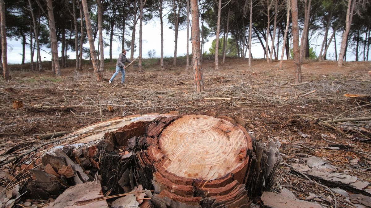 Imagen de un tocón de pino tras la tala llevada a cabo en las últimas semanas entre el sur de Santa Pola y el norte de Guardamar