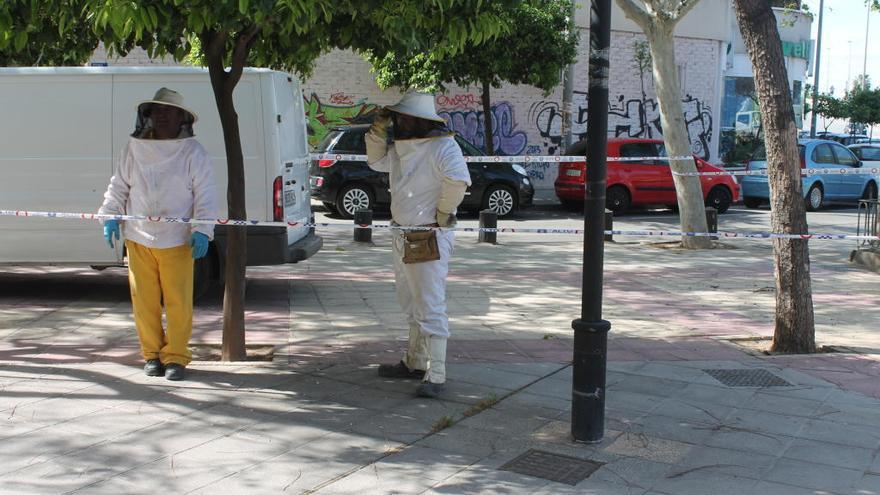 Durante la retirada de un enjambre de abejas en las calles de Murcia