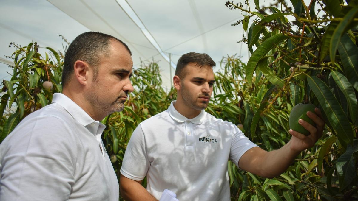 Sergio y Guillermo, directores de proyecto Ibérica Fresh, en la plantación de mango