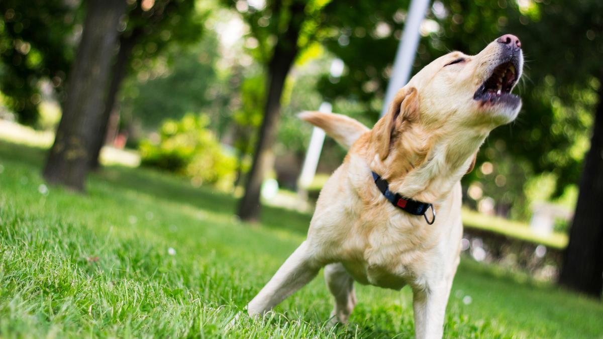 Por qué los perros ladran: El motivo por el que ladran a algunas personas