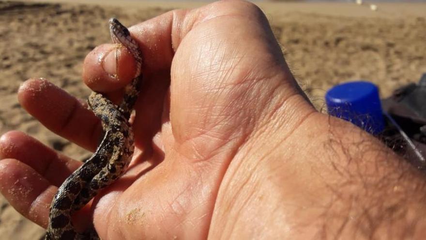 Serpiente aparecida esta mañana en sa Cala