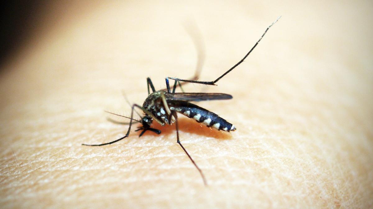 Mosquitos: repelentes caseros y naturales contra estos molestos insectos.