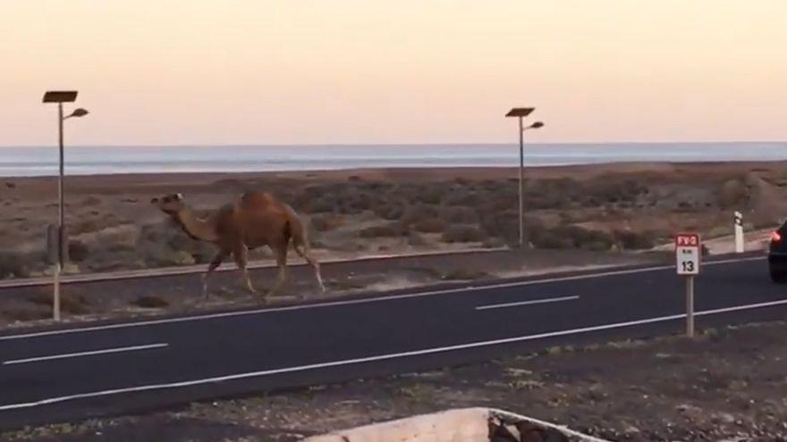 Localizan a un dromedario escapado en Fuerteventura