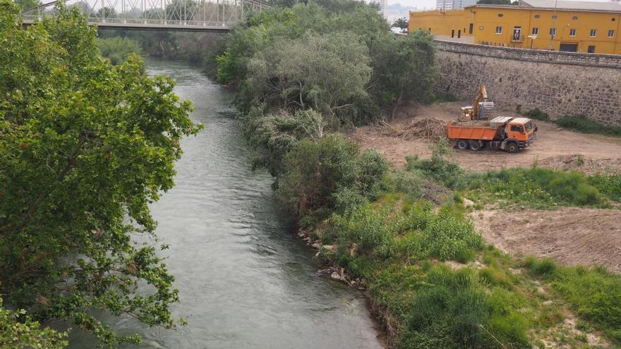 Trabajos de limpieza de las cañas en Alzira ante la emblemática imagen del Pont de Ferro