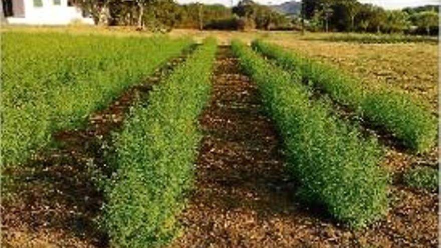 Les plantes es cultiven a la xarxa dels parcs de les olors de Catalunya.