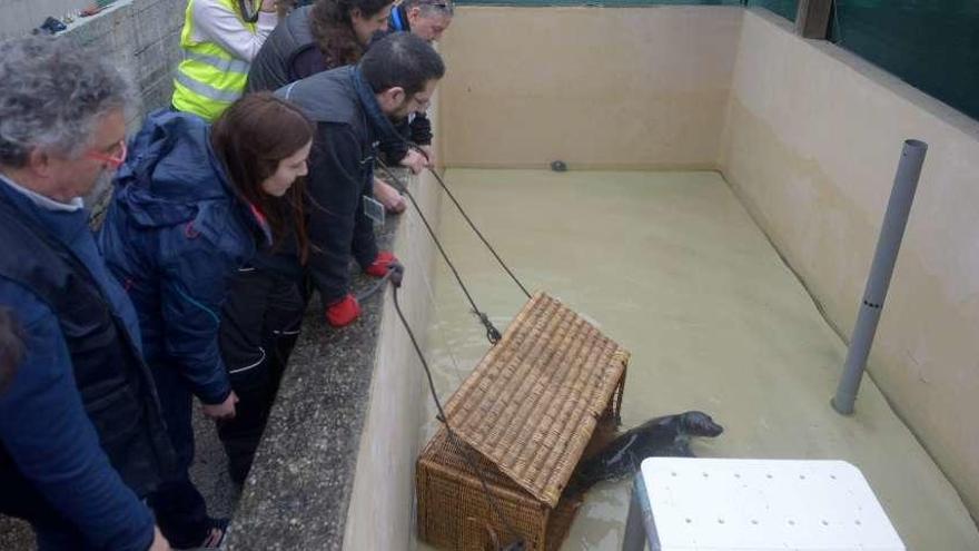 Una de las focas recuperadas en el Igafa de A Illa. // Noé Parga