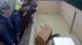 El Igafa vuelve a funcionar como hospital marino para cuidar a una foca rescatada en Malpica