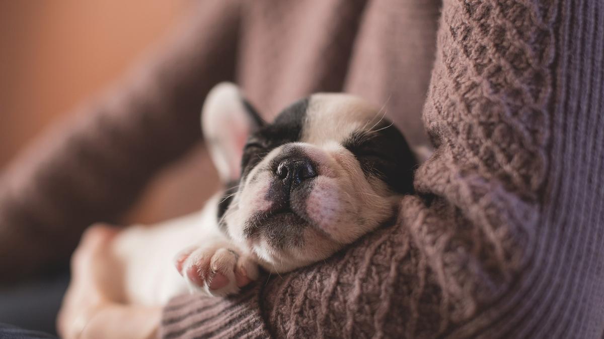 Dormir con tu mascota refuerza los vínculos.