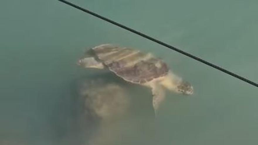 VÍDEO I Avistan una tortuga en los muelles de Burriana Nova