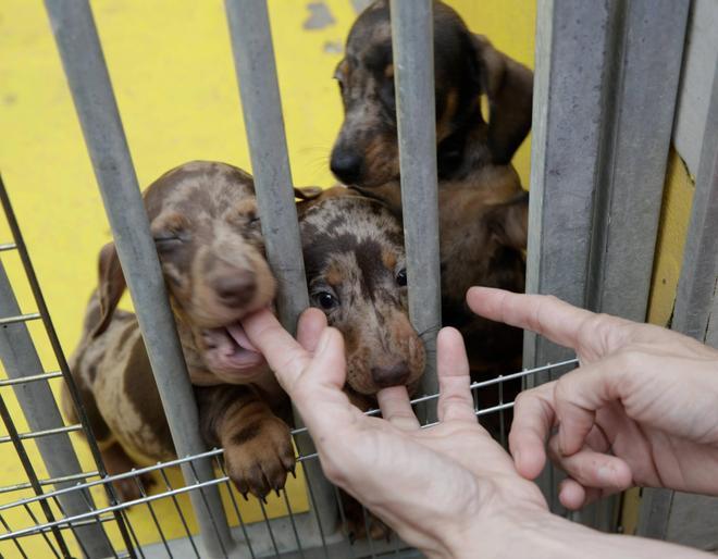 Los perros del criadero ilegal de Gijón ya están "mucho mejor" (en imágenes)
