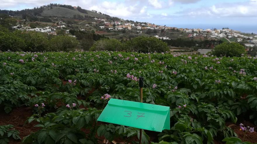 El Cabildo destina 1,9 millones a recuperar tierras para el cultivo