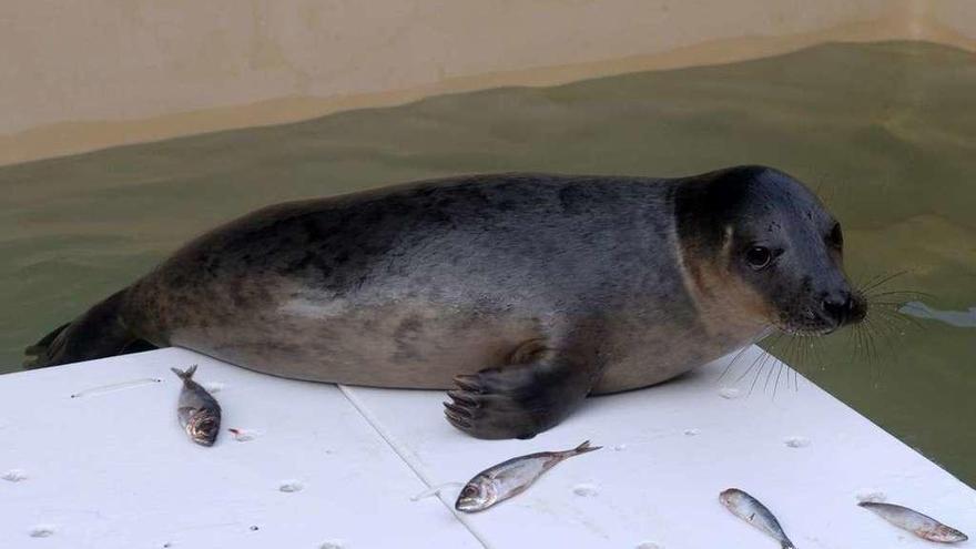 El lobo marino &#039;Luceiro&#039; mientras se recuperaba en las instalaciones del Igafa.