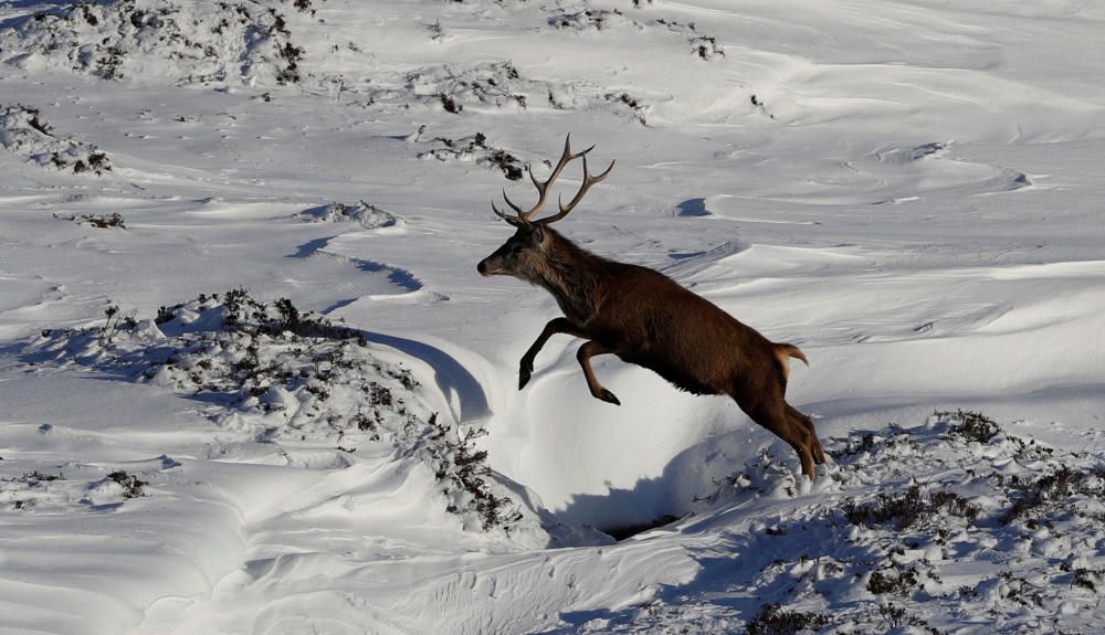 A red deer stag leaps in the snow in Glenshee, ...