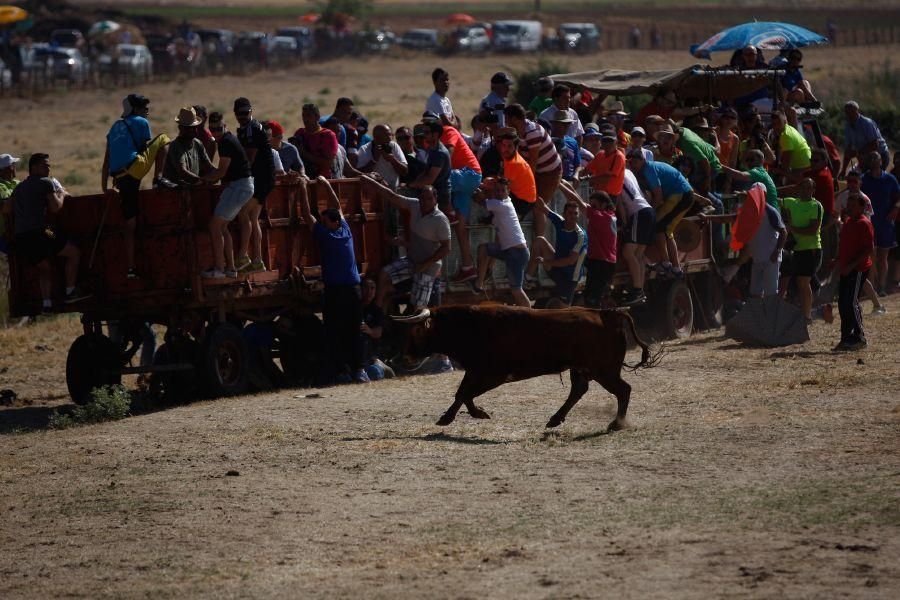 Encierro de campo en Guarrate