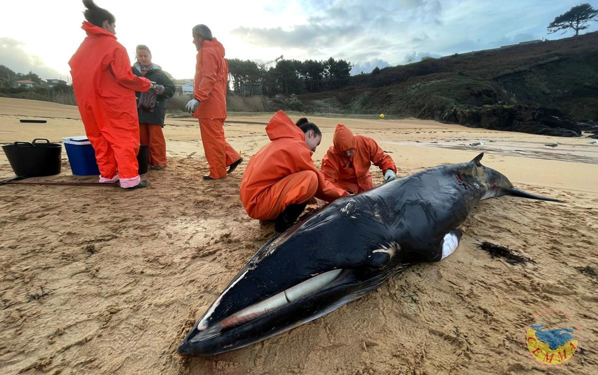 Miembros de la Cemma analizando una ballena aliblanca, en Sanxenxo.