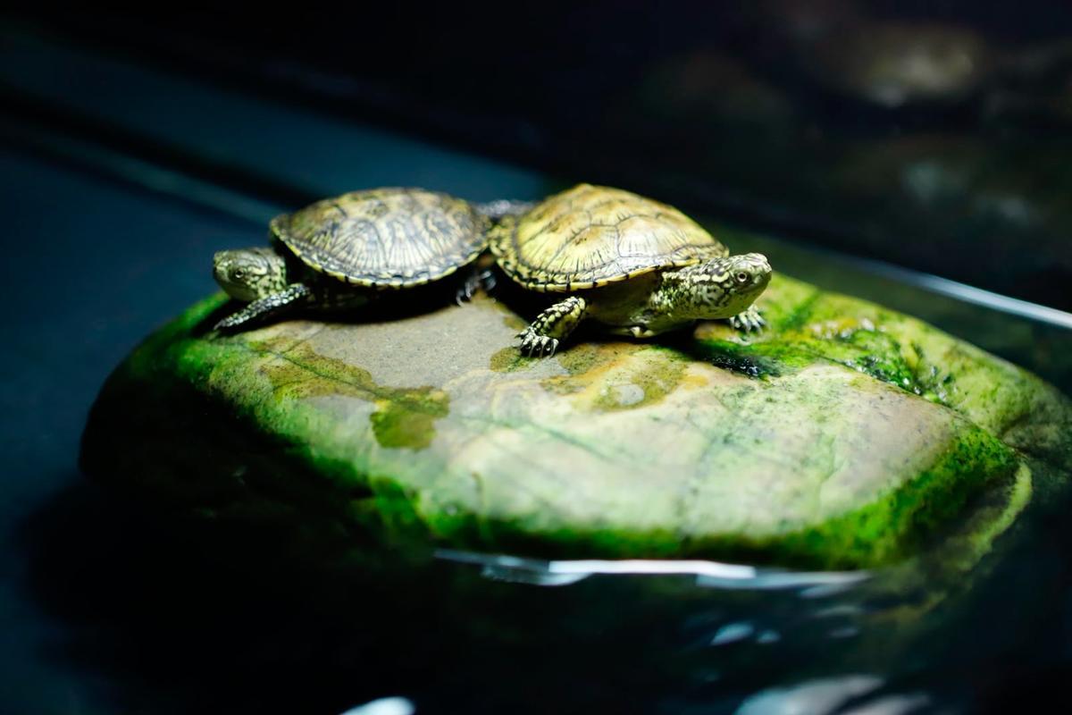 El Acuario de Zaragoza inaugura una nueva instalación con el ajolote como protagonista.