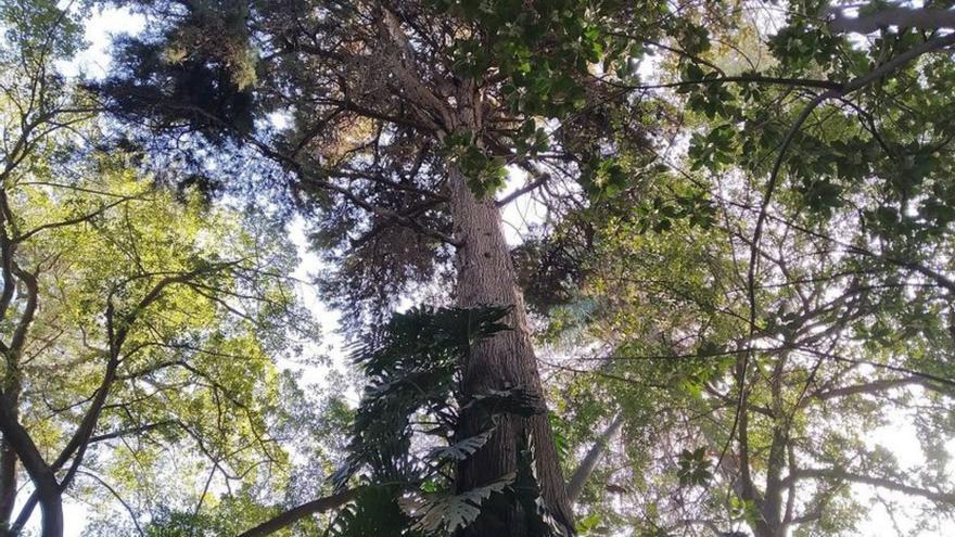 Recital poético en el jardín de la Concepción, este sábado