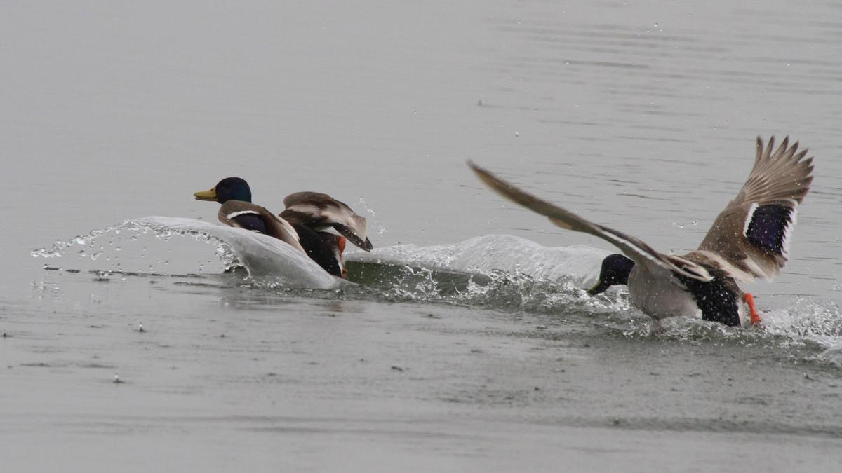 Aves en las Lagunas de Villafáfila