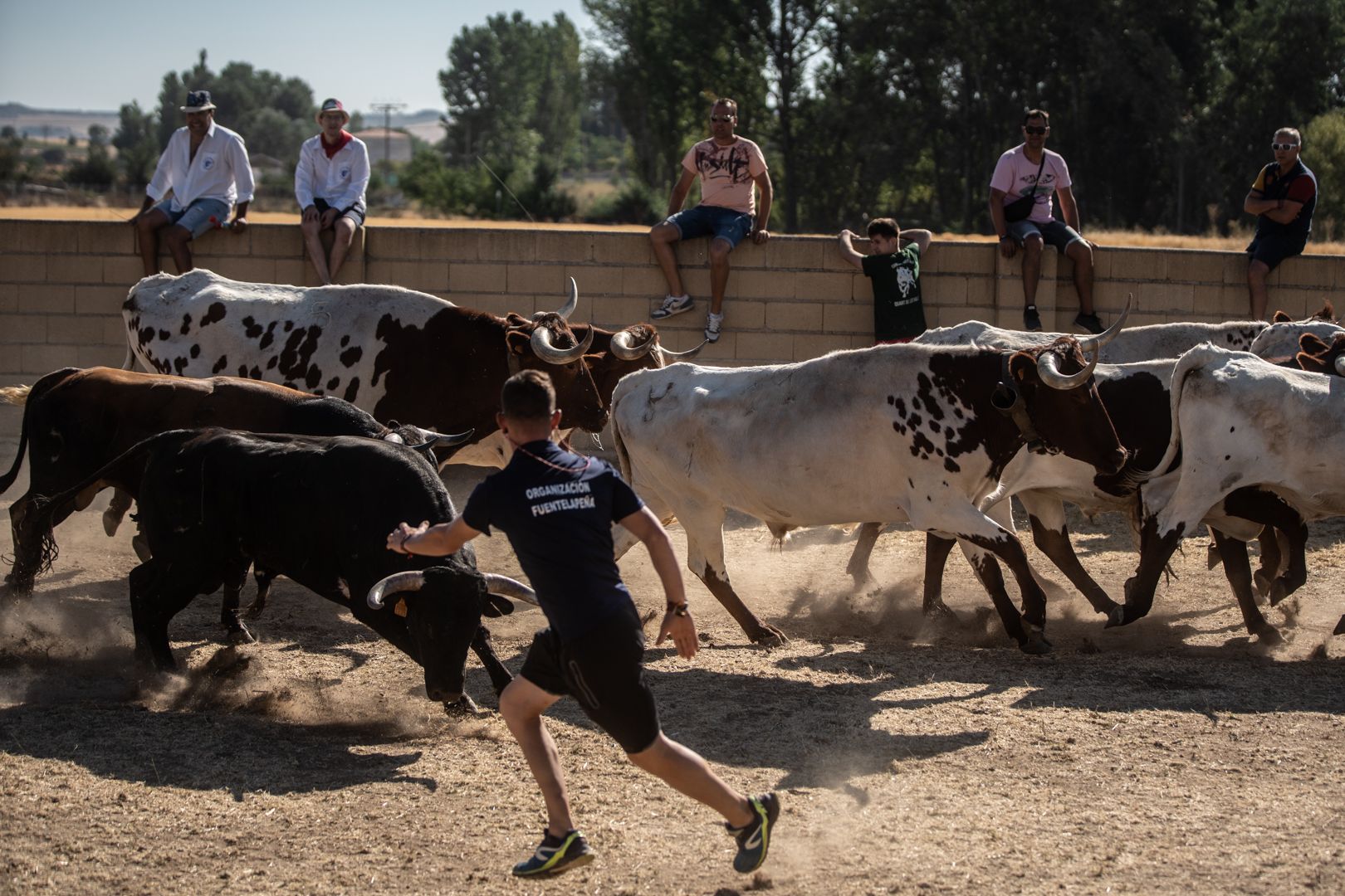 GALERÍA | Las mejores imágenes del encierro de campo en Fuentelapeña