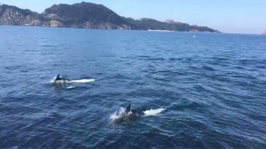 Una manada de delfines se da un festín frente a Cíes