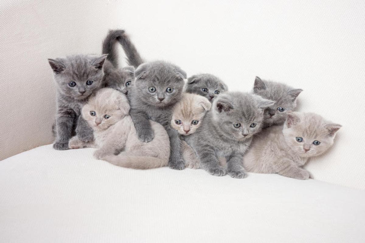 British Shorthair British Shorthair