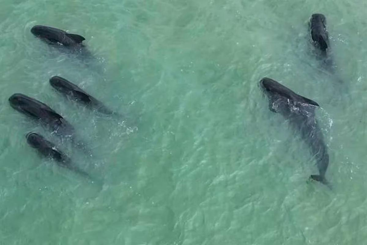 Algunas de las ballenas en peligro