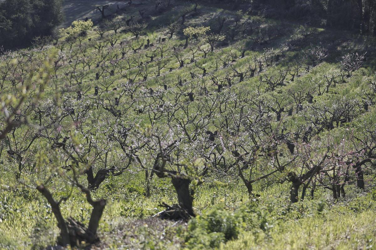 Árboles frutales en Son Burixó.