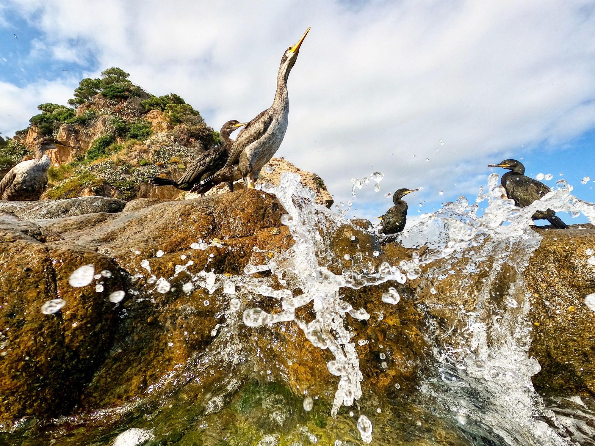 Estas son las fotos ganadoras del Certamen para la Conservación del Mar Balear