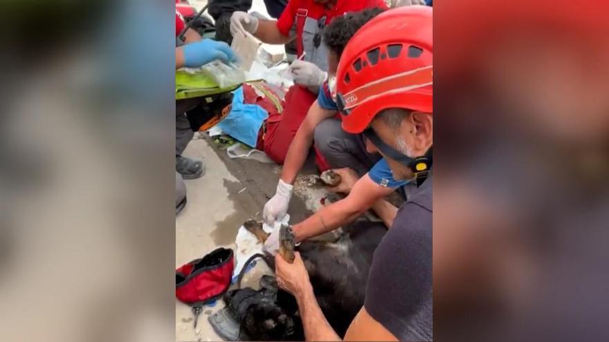 UME VENEZUELA PERROS RESCATE | La UME continúa las labores de rescate tras el doble terremoto en Venezuela