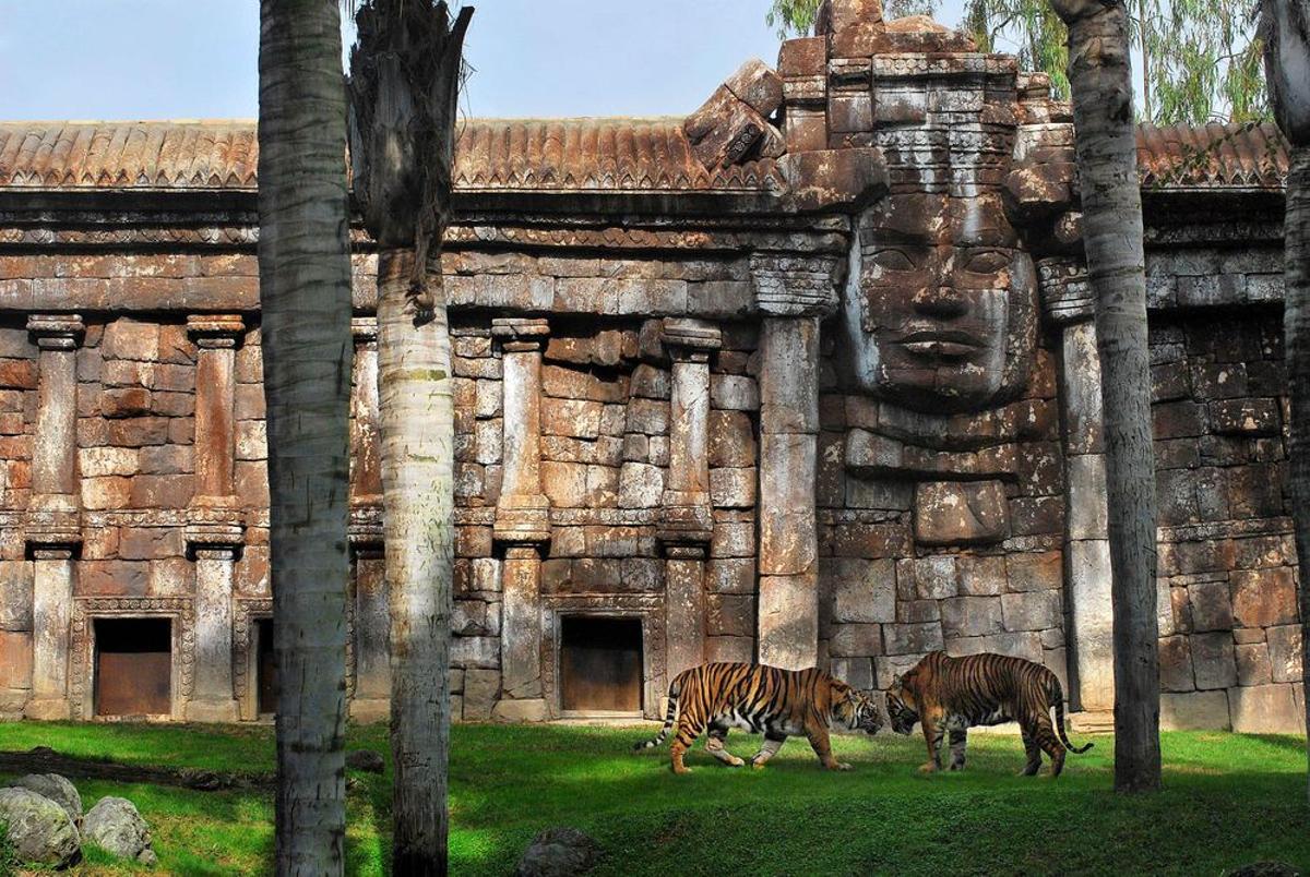 BIOPARC Fuengirola Tigres de Sumatra