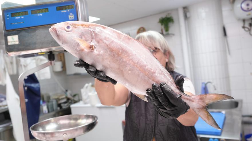 Japón &quot;pesca en Alicante&quot;: seiscientas toneladas de lecholas criadas en el puerto con destino a Asia