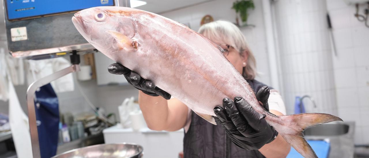 Una pescadera del Mercado Central sostiene una lechola salvaje