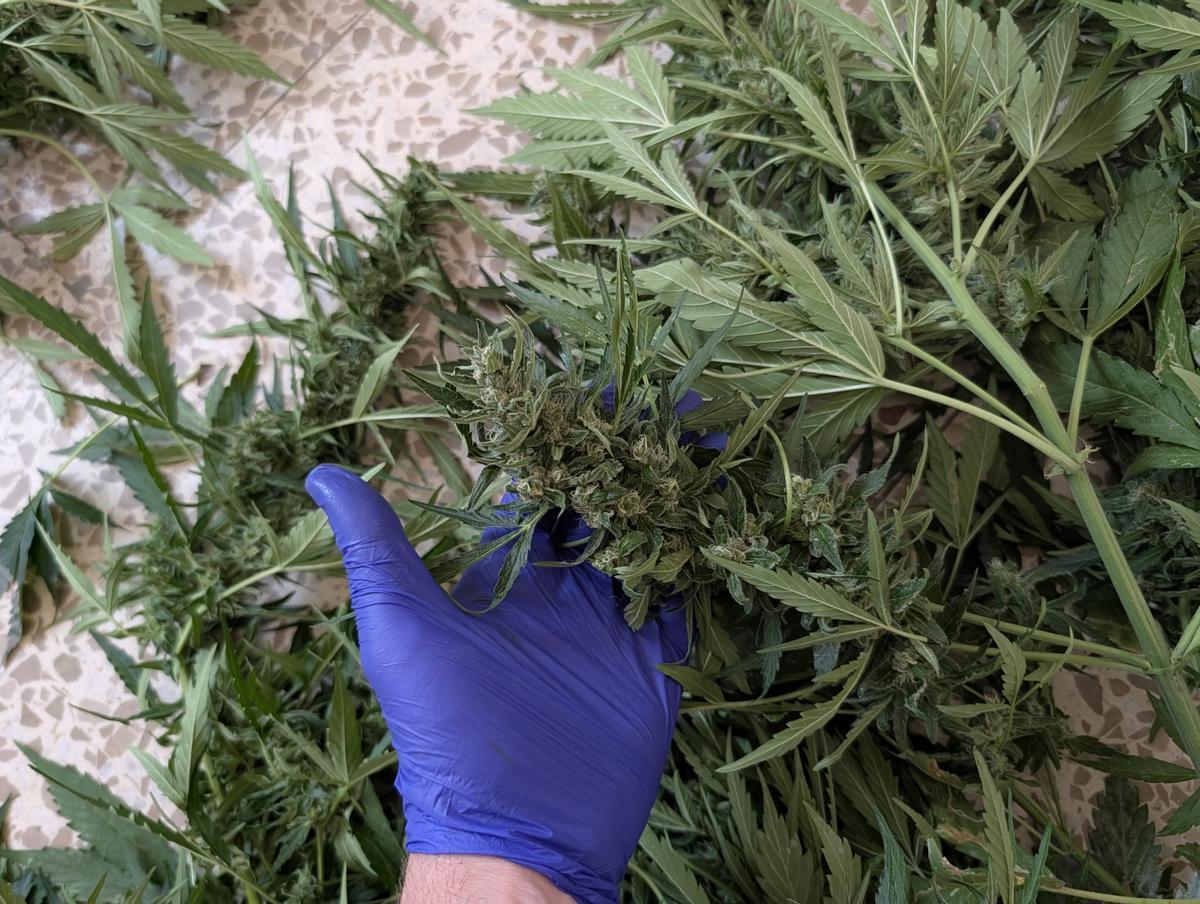 Plantas localizadas en la vivienda de Peñarroya-Pueblonuevo