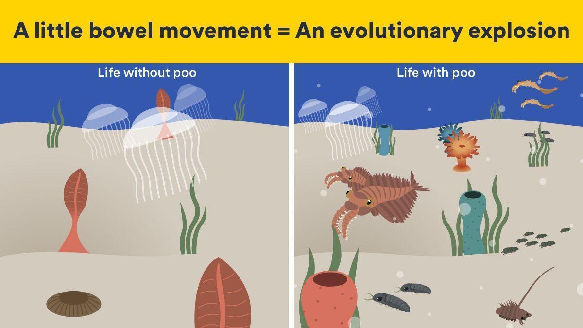 EVOLUCIÓN / Una “revolución fecal” hace 540 millones de años pudo impulsar la expansión de especies