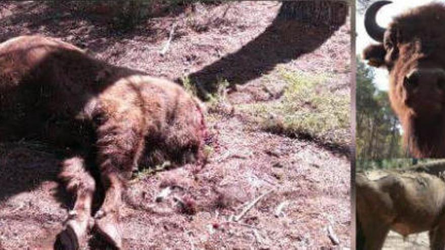 El bisonte decapitado, un ejemplar único de 800 kilos.