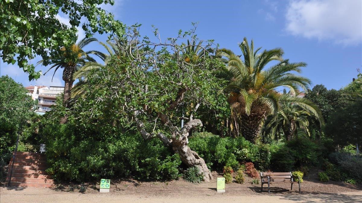 zentauroepp38085402 arbol onbarcelona ficus carica higuera figuera  barcelona  g190106191055