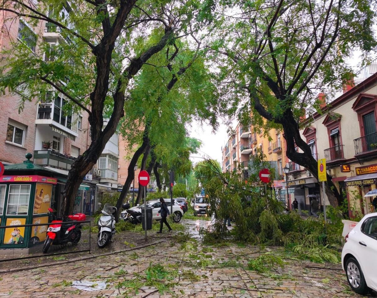Corte de la calle San Jacinto, en Sevilla, por la caída de ramas de gran porte por el temporal.  | F. J. OLMO / EUROPA PRESS