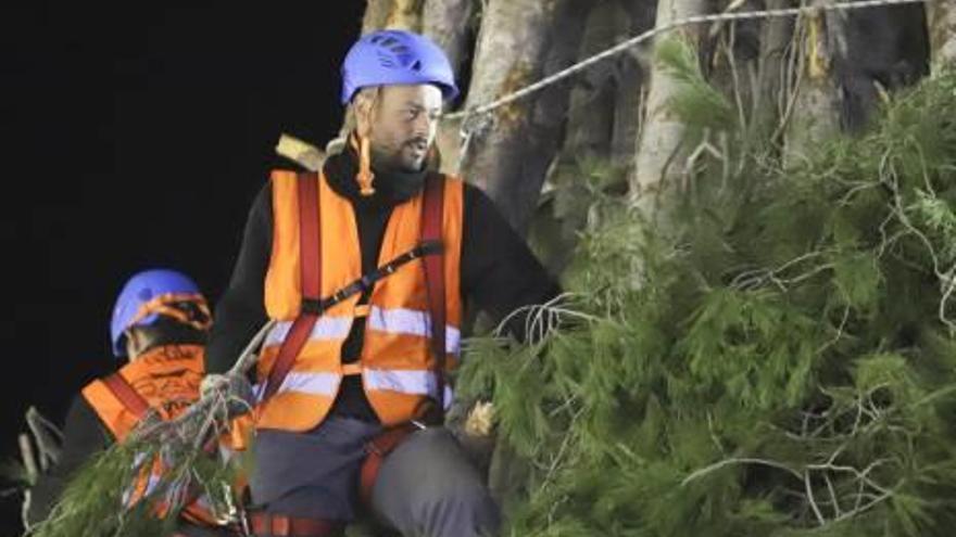 La Foguera de Canals ya toma forma a pocos días de la Festa de Sant Antoni