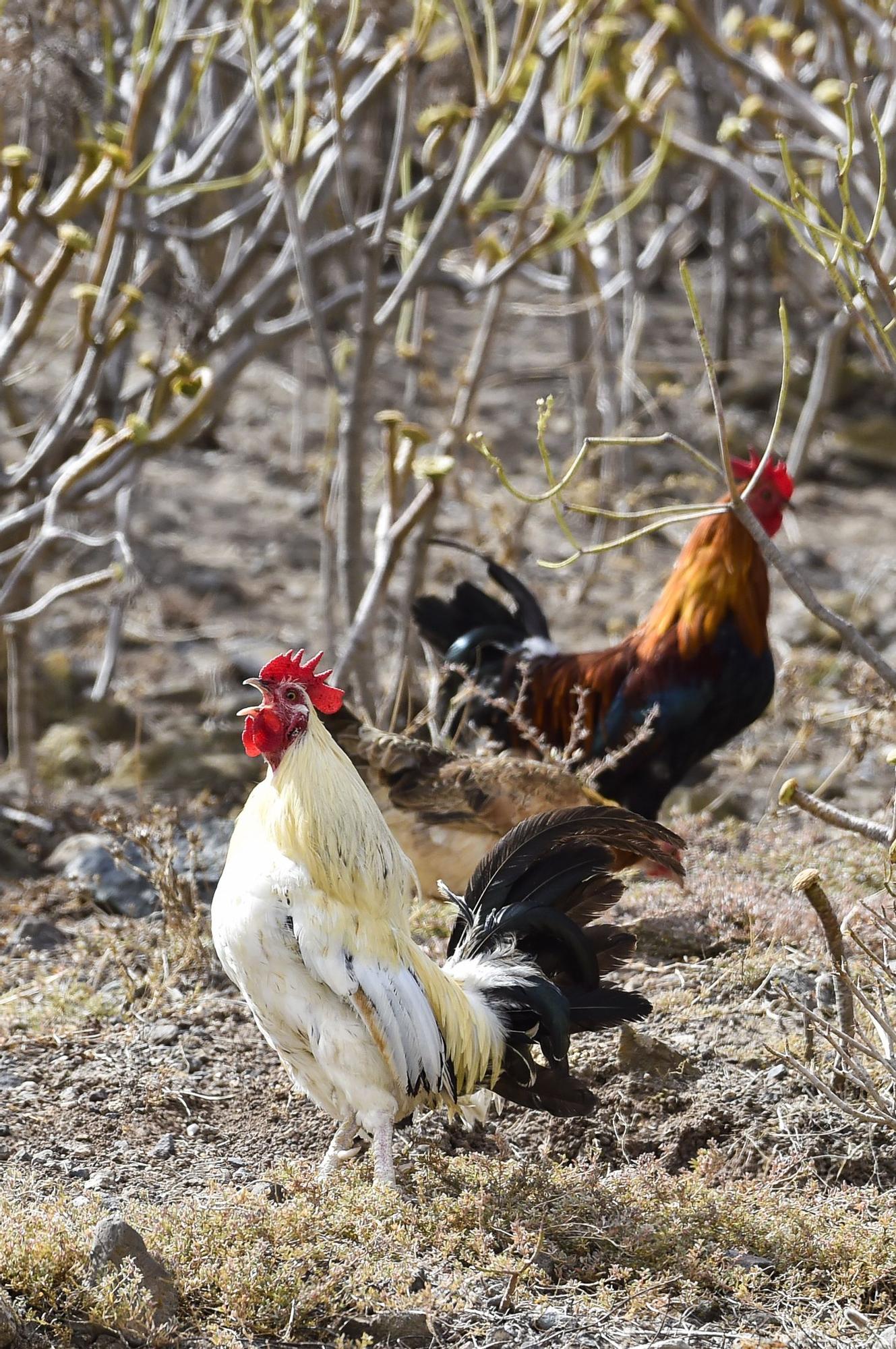 Colonia de gallos y gallinas sueltas por las calles de Salto del Negro