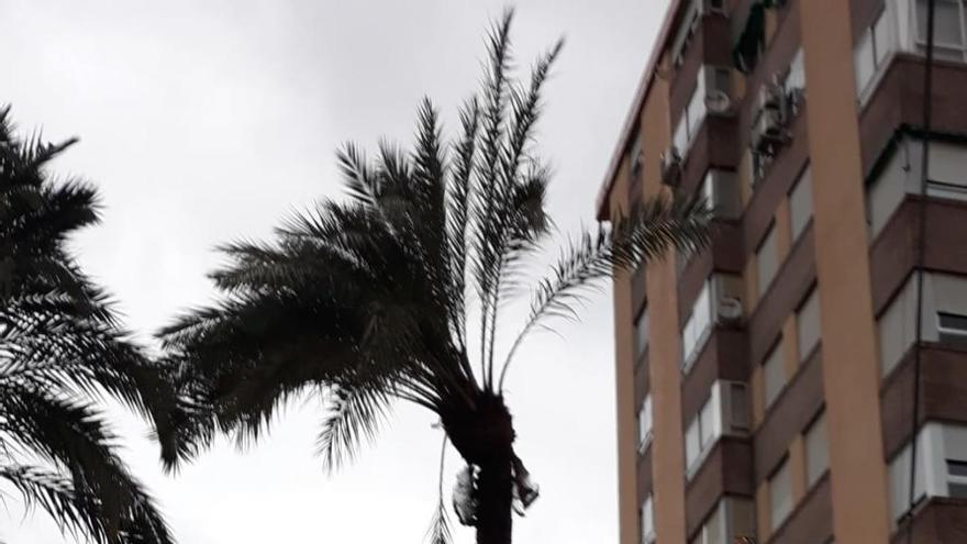 La copa de la palmera afectada, ayer, ante de su retirada.