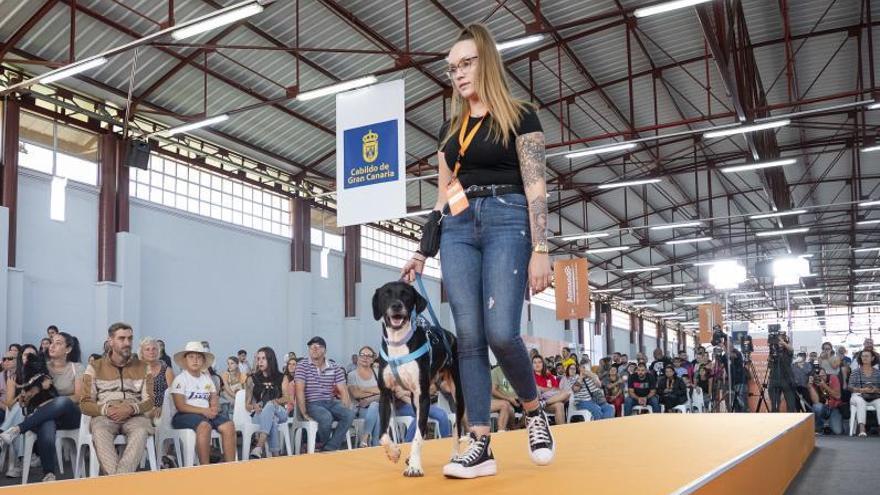 Una voluntaria da pasarela a uno de los ejemplares del Albergue Insular. | | ALEJANDRO SOSA