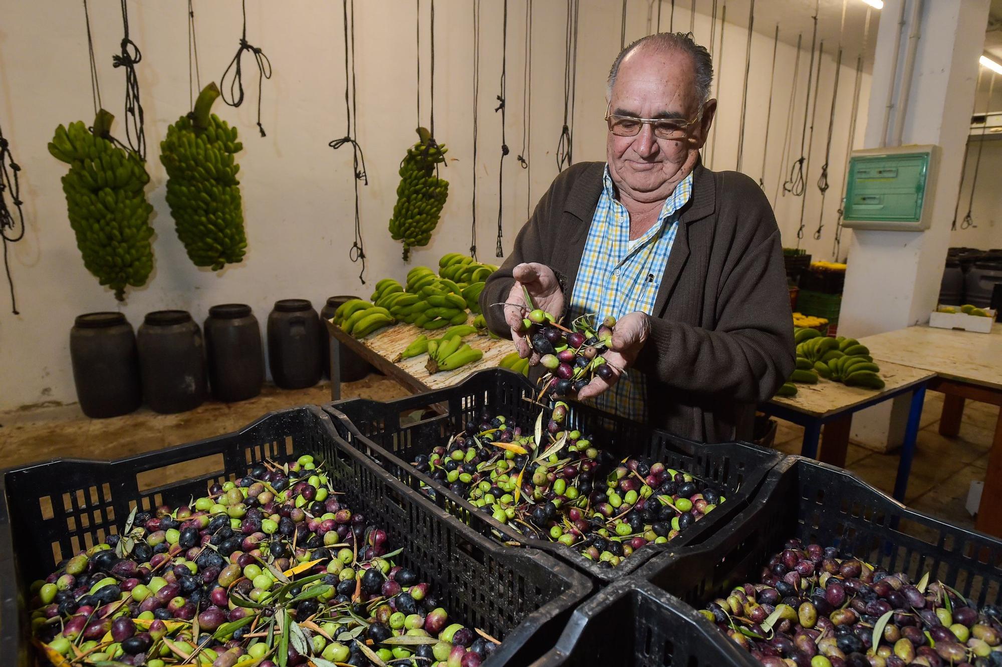 José Medina Rodríguez, en su finca de El Ejido