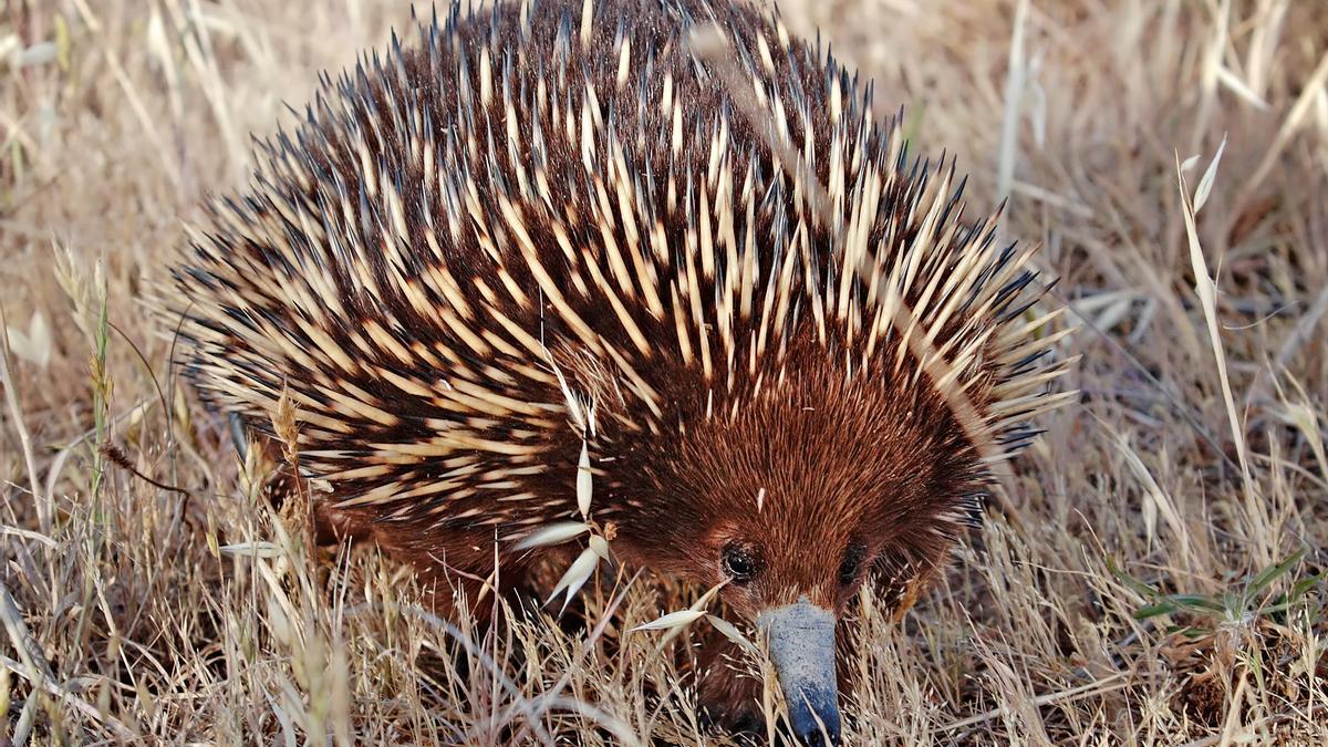 Un equidna de hocico corto o australiano