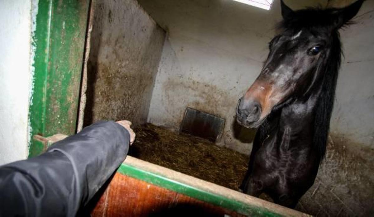 Roban medio centenar de monturas de caballo en clubes hípicos de seis localidades