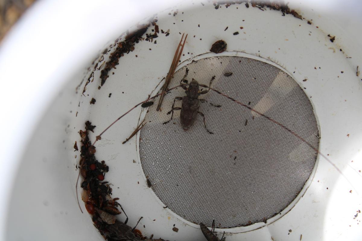 Insectos caídos en las trampas colocadas en la Sierra de la Culebra