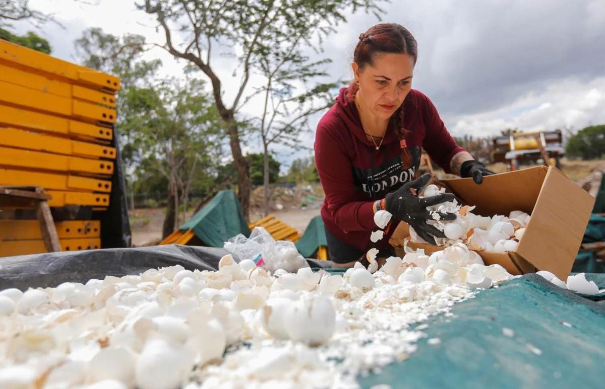 México usa cáscara de huevo para descontaminar sus ríos