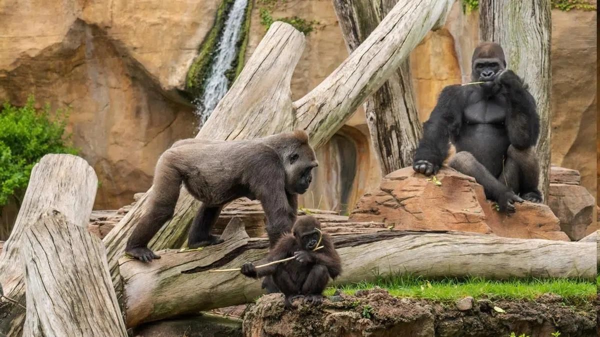 Simios en el Bioparc de Fuengirola