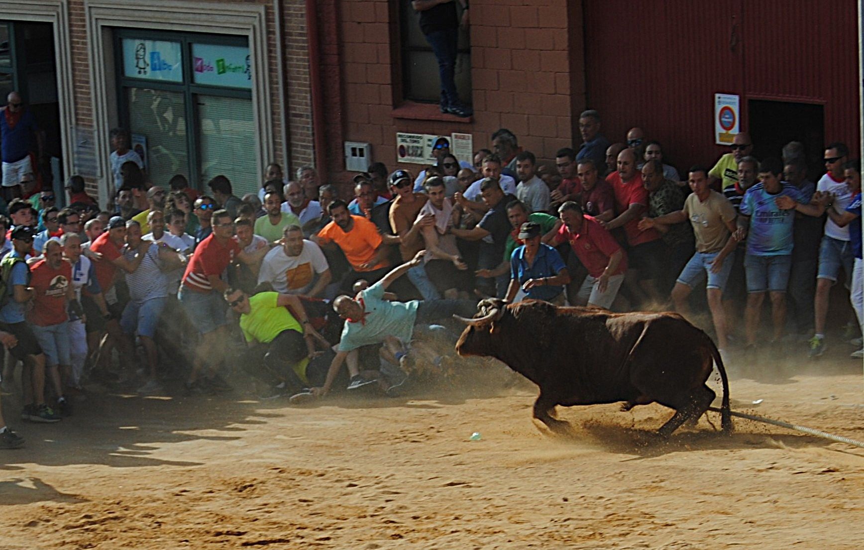 Así ha sido la carrera del torito Espléndido en Benavente
